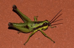 Ommatolampis quadrimaculata