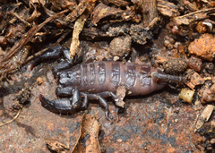 Opisthacanthus validus