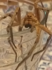 Lycosa tarantula