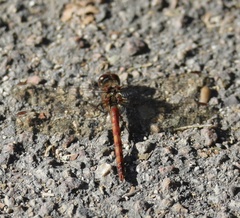 Sympetrum striolatum