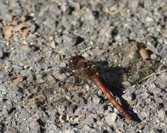 Sympetrum striolatum