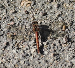 Sympetrum striolatum
