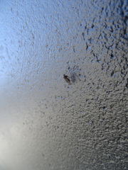 Sylvicola neozelandicus