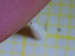 Antalis inaequicostata