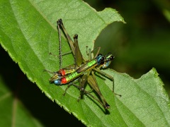 Eumastax salazari
