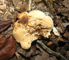 Hydnum subolympicum