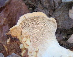 Hydnum subolympicum