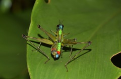 Eumastax salazari