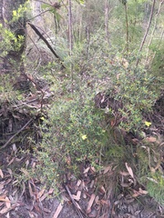 Hibbertia bracteata