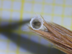 Antalis inaequicostata