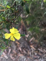 Hibbertia bracteata