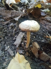 Austroboletus gracilis