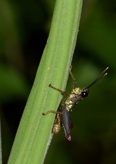 Sitalces