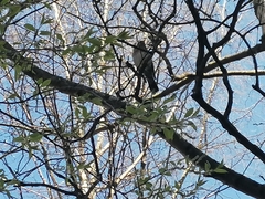 Turdus pilaris
