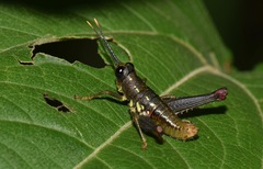 Sitalces