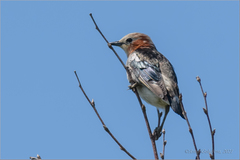 Agropsar philippensis