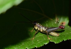 Sitalces