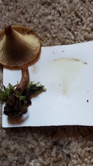 Pseudoarmillariella ectypoides