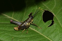 Sitalces
