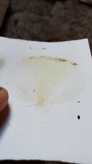 Pseudoarmillariella ectypoides