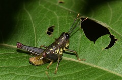 Sitalces