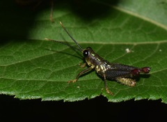 Sitalces