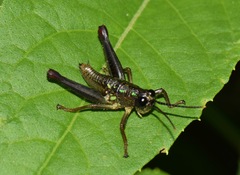 Sitalces
