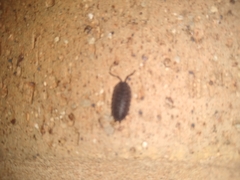 Porcellio scaber