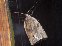 Meritastis polygraphana