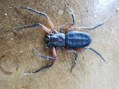 Platyoides walteri