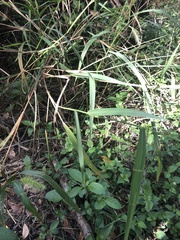 Setaria scheelei
