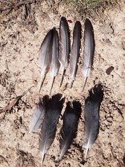 Columba livia domestica