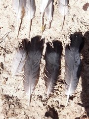 Columba livia domestica