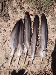 Columba livia domestica