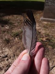 Columba livia domestica
