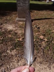 Columba livia domestica