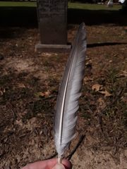 Columba livia domestica