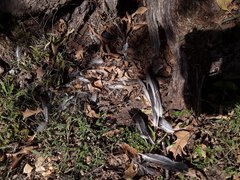 Columba livia domestica