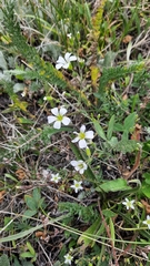 Cherleria circassica