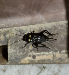 Gryllus bimaculatus