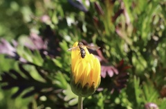 Toxomerus vertebratus