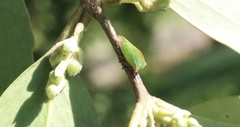 Alchisme rubrocostata