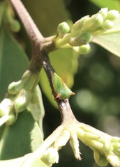 Alchisme rubrocostata