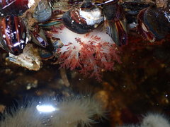 Dendronotus rufus