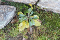 Solidago leiocarpa