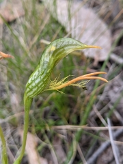 Pterostylis unicornis