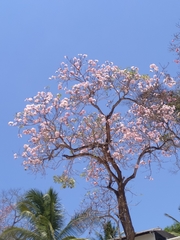 Tabebuia rosea image