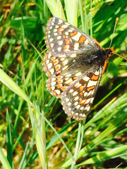 Euphydryas editha bayensis