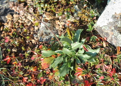 Solidago leiocarpa