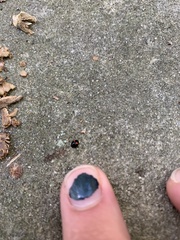 Brachiacantha quadripunctata